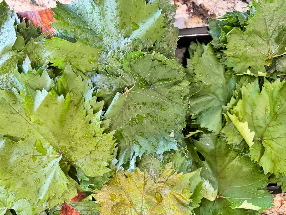 grape leaves in piles