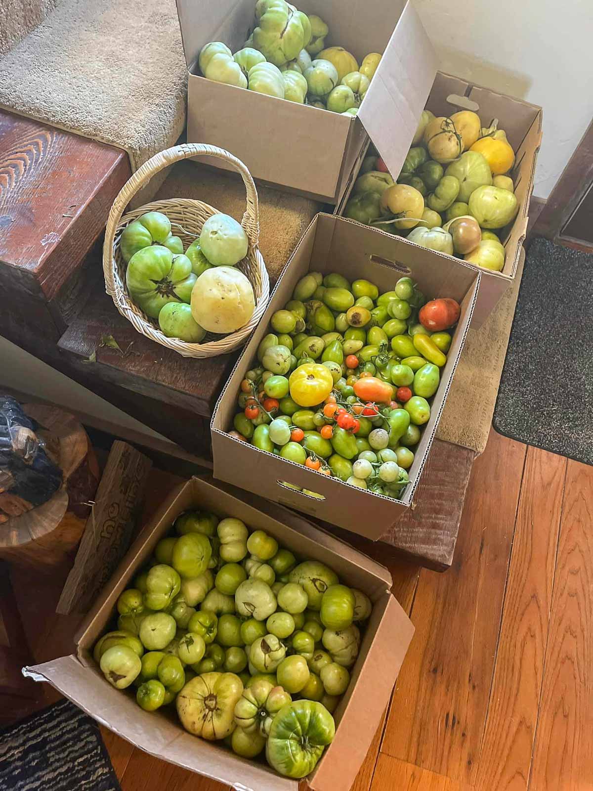 green tomatoes in boxes