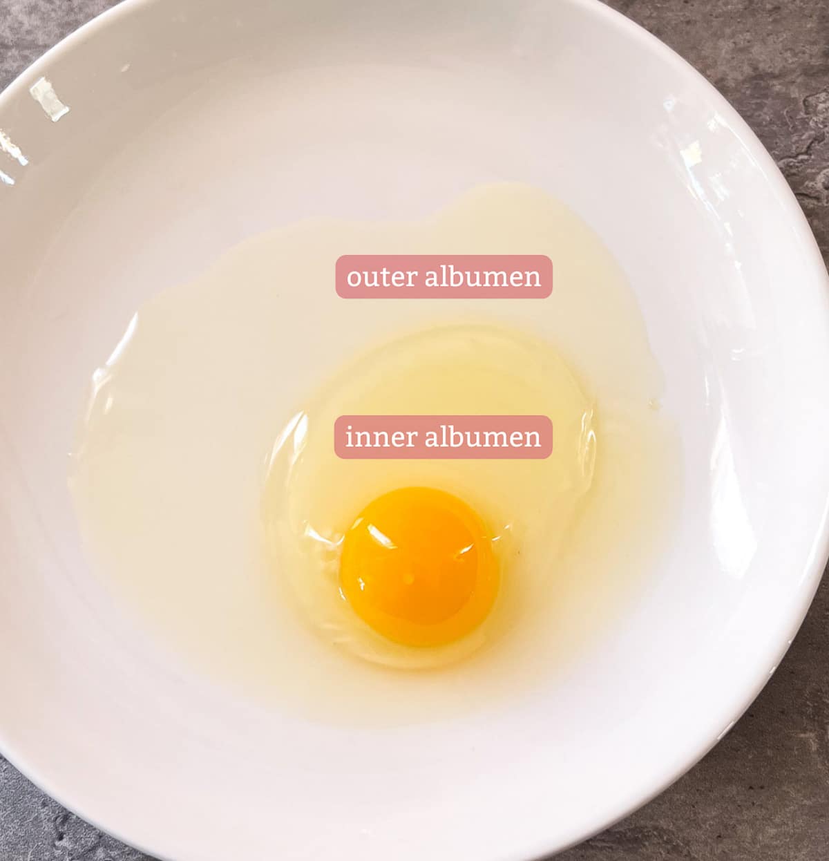 diagram showing inner albumen and outer albumen on raw egg.