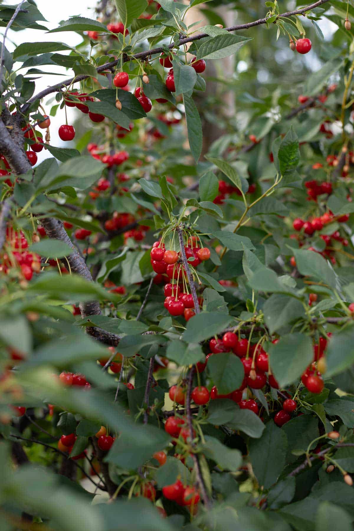 cherry tree loaded with cherries. 
