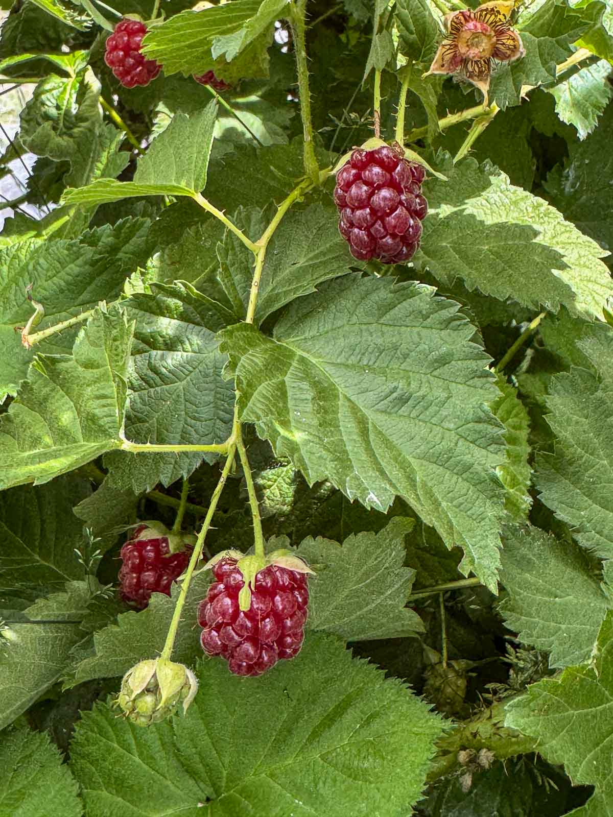 boysenberry bush with berries in it.