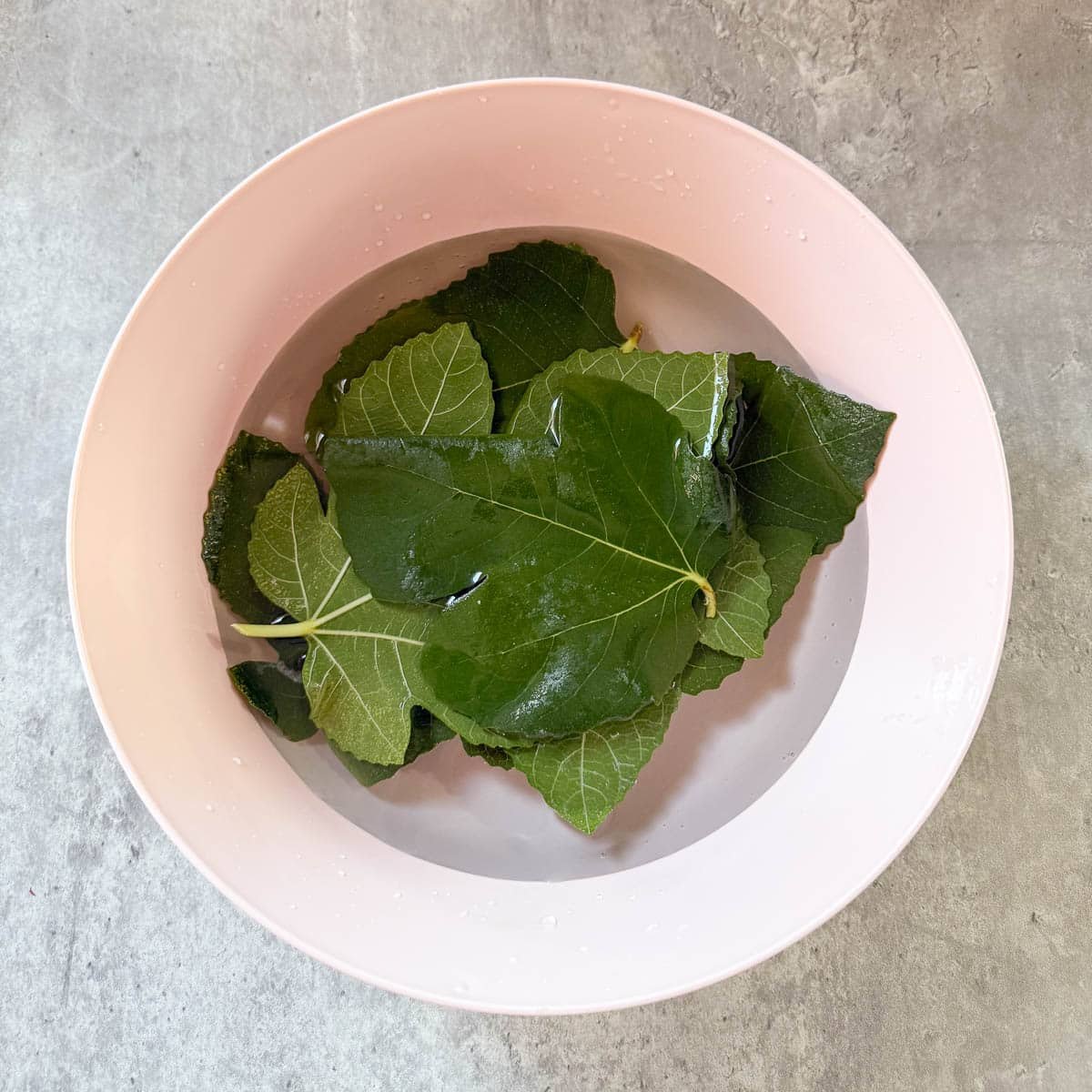 fig leaves soaking in bowl of water.