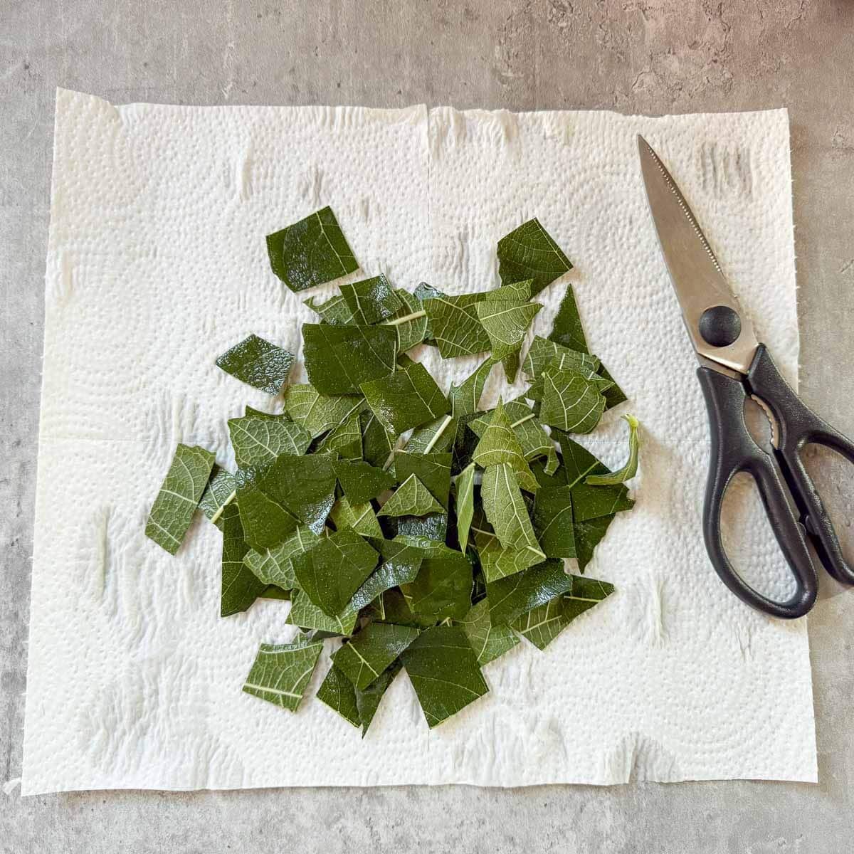 fig leaves cut into squares beside scissors.