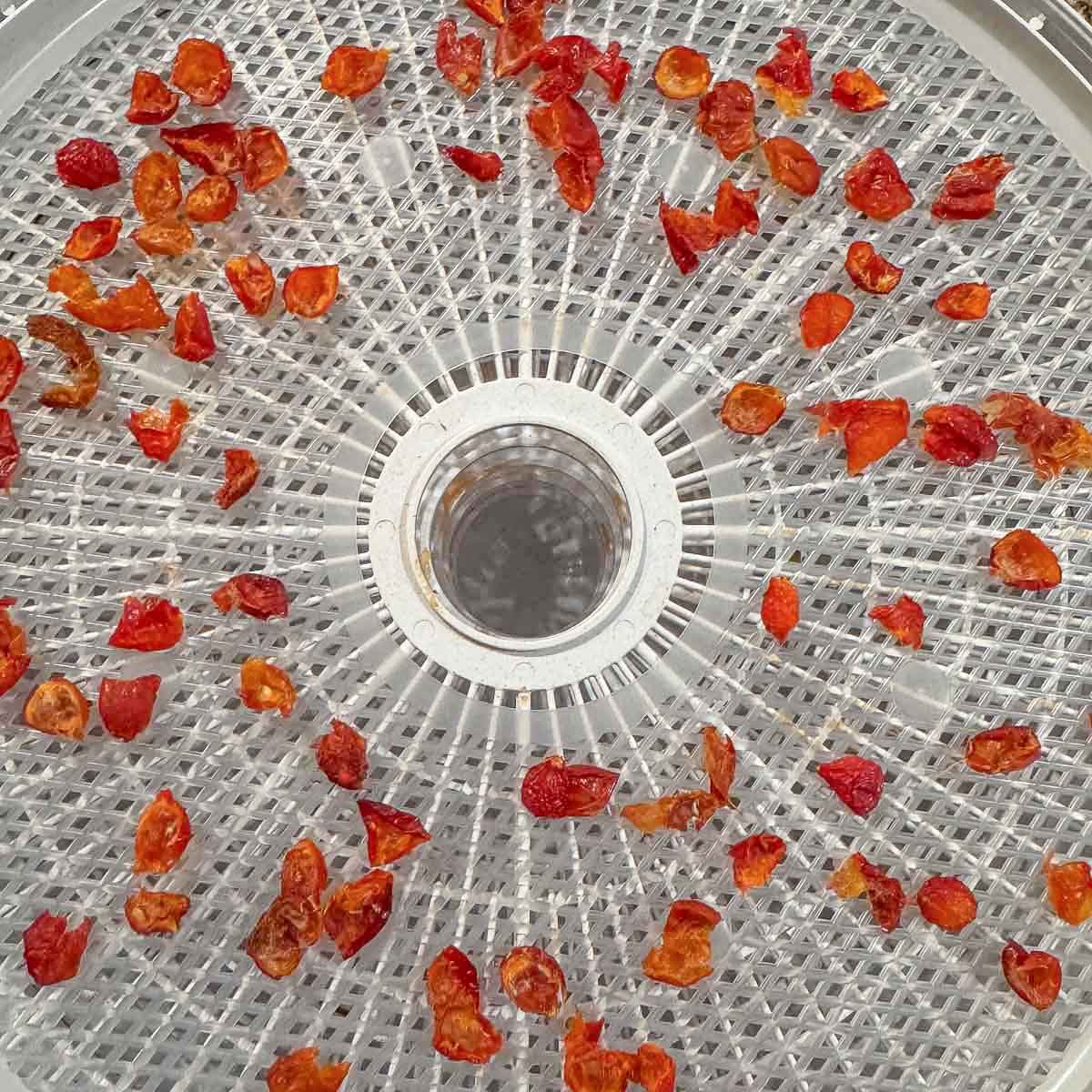 dehydrated rose hips on dehydrator tray.  