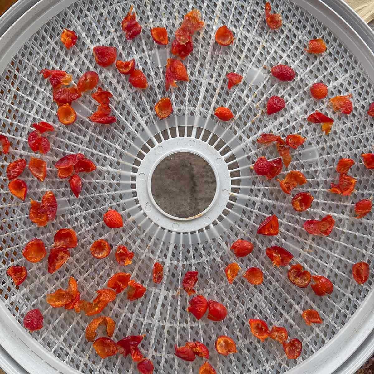 rose hips dehydrating. 
